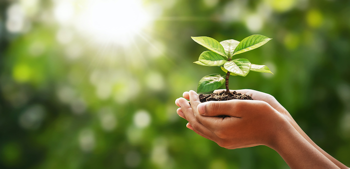 Imagen ilustrativa de mano sosteniendo tierra y un arbolito
